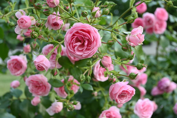 Rose flowers on a rose bush  - Photo, Image