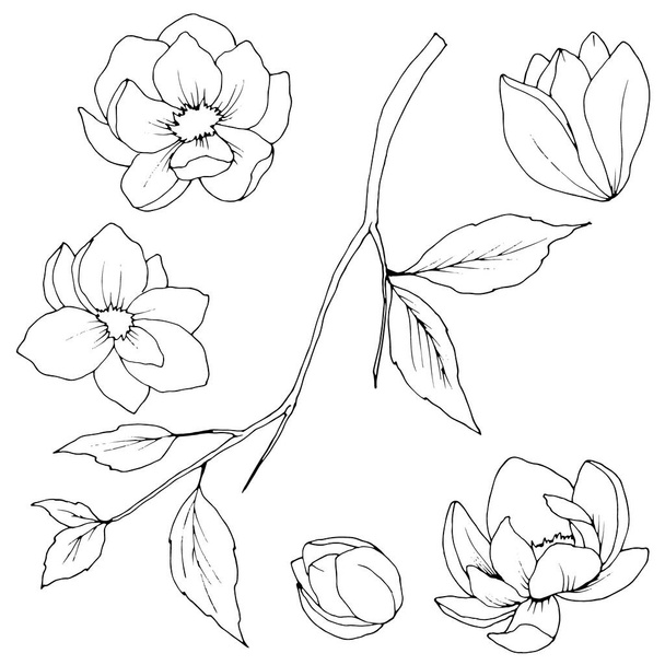 σύνολο των στοιχείων των λουλουδιών και των φύλλων της Magnolia, ένα σχέδιο σε μαύρο και άσπρο, διανυσματική απεικόνιση, απομονωθεί - Διάνυσμα, εικόνα