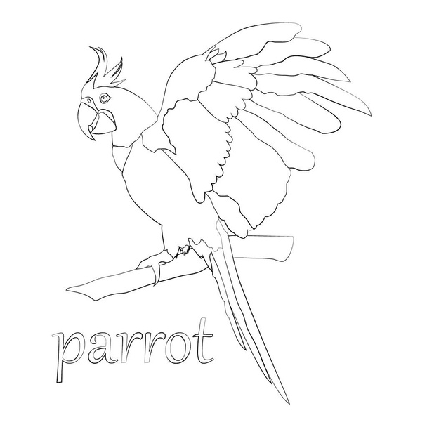 рисунок попугая в черно-белом цвете, векторная иллюстрация, изолировать - Вектор,изображение