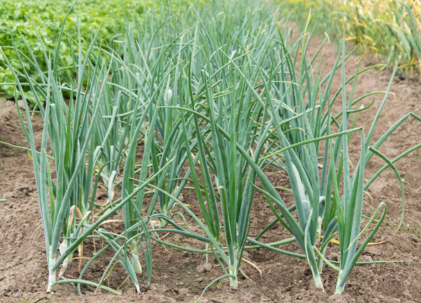 Cultivation of onions in the garden. The bed of onions ordinary bulb. Slebli leaves and spicy vegetable crops of onions. - Foto, afbeelding