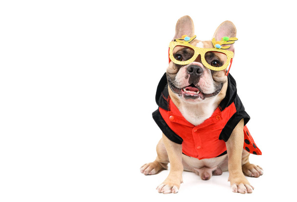 cute french bulldog  wear  fancy glasses and sit isolated on white background, pet and animal concept - Photo, Image