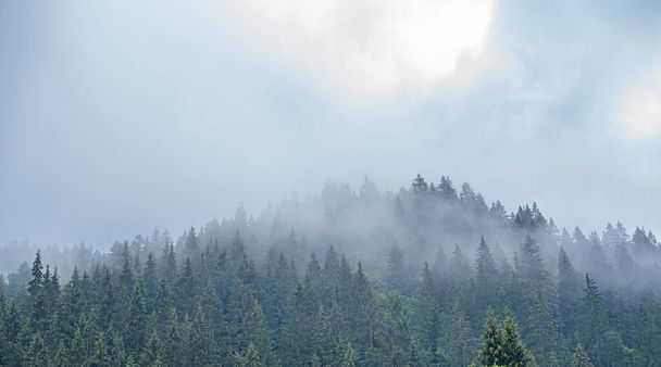 Karpaten. Een sparrenbos. Een dicht bos van dennenbomen bij bewolkt weer in de bergen. - Foto, afbeelding