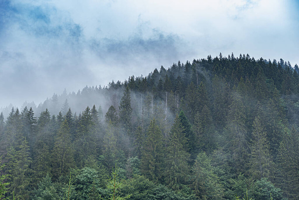 Καρπάθια. Αγριόδασος. Ένα πυκνό δάσος από έλατα σε συννεφιά στα βουνά. - Φωτογραφία, εικόνα