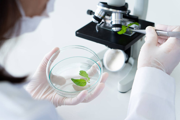 учёный в перчатках проводит эксперимент на растении, чтобы создать новый препарат и уход за кожей в биотехнологической лаборатории. наука и концепция развития - Фото, изображение