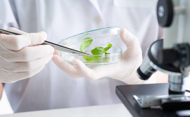 Kesztyűt viselő tudós növényeken kísérletezik, hogy új drogot és bőrápolást végezzen a biotechnológiai laborban. tudományos és fejlesztési koncepció - Fotó, kép