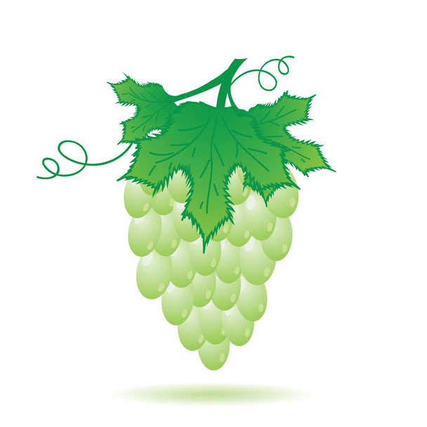 green grapes - Vektor, kép