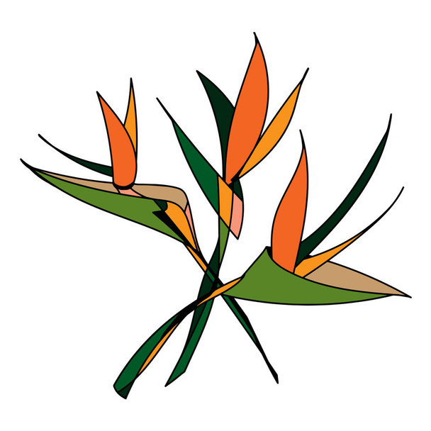   Strelitzia Royal, abstraktní obraz kytice tří květin. Vektorový izolovaný výkres. Zelené a oranžové na bílém pozadí. - Vektor, obrázek