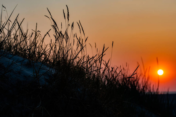 Sunset in St. Peter Ording with dune grasses - Photo, Image