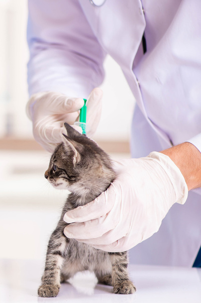 Médico y asistente en clínica veterinaria revisando gatito
 - Foto, imagen