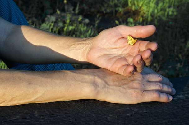 Żółty motyl na kobiecej ręce. Zachodzące słońce oświetla motyla i dłonie - Zdjęcie, obraz