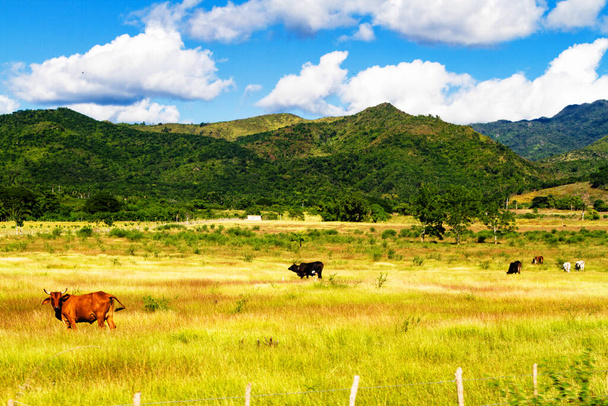 Valle de los Ingenios (mulini a zucchero Valle) a Cuba, una famosa destinazione turistica e una grande zona di coltivazione della canna da zucchero. Trinidad - Foto, immagini