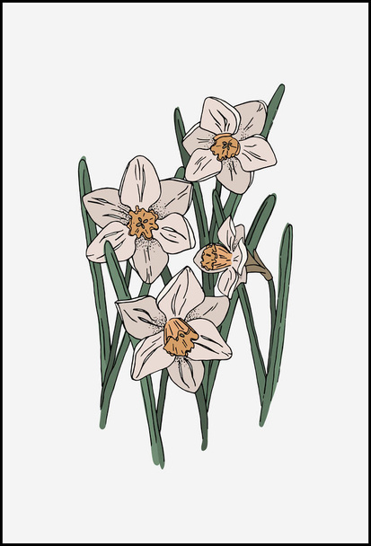 Buquê de narciso florescente. Flores de daffodil de diferentes ângulos
. - Vetor, Imagem