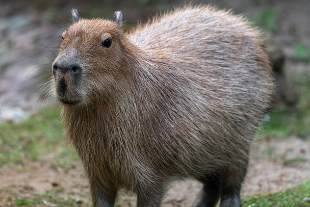 Capybara veya Carpincho (Hydrochoerus hydrochaeris) - Fotoğraf, Görsel