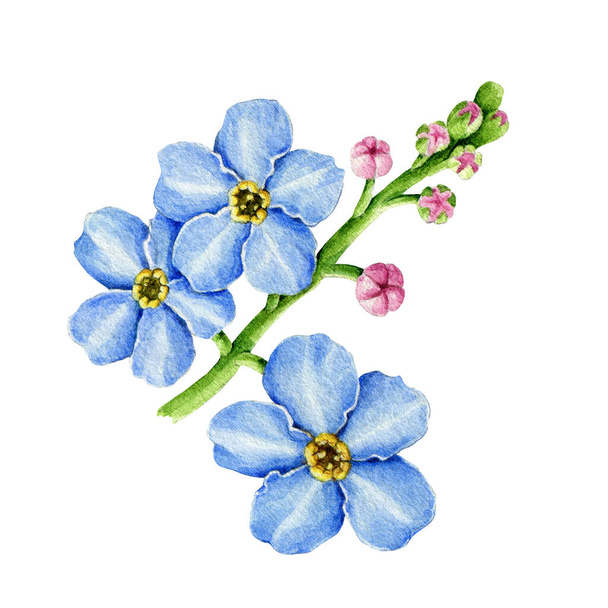 Blue forget-me-not flowers watercolor illustration. Hand drawn myosotis meadow herb botanical element. Tender spring romantic blooming flowers with buds isolated on white background - Photo, Image