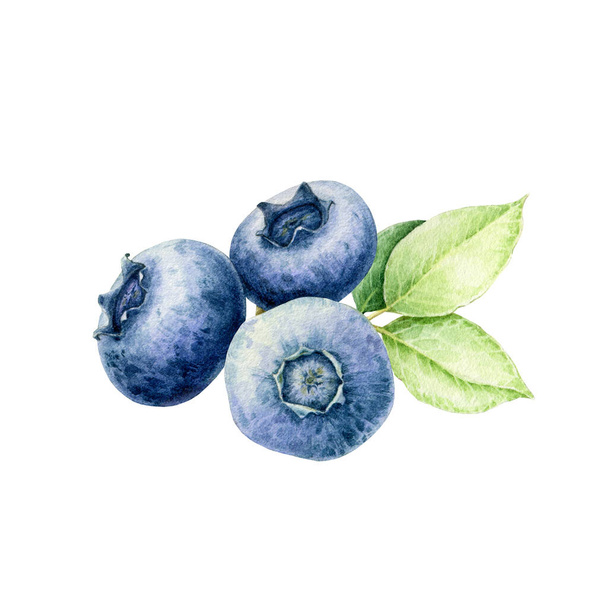 Blueberries with leaf watercolor illustration. Ripe huckleberry on close up hand drawn image. Delicious purple organic fresh berries front view. Juicy fruit heap with leaves on white background - Valokuva, kuva