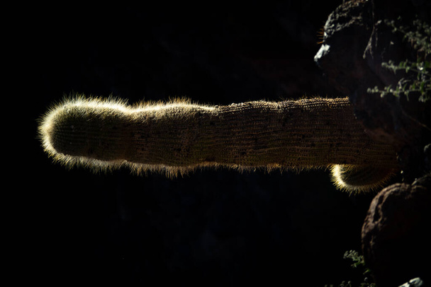 Enorme cactus silhouette retroilluminazione contro sfondo scuro - Foto, immagini