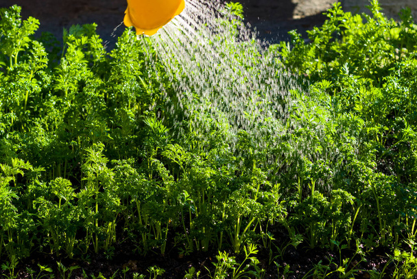 Садовые грядки с съедобной зеленью поливают из банки вечером - Фото, изображение