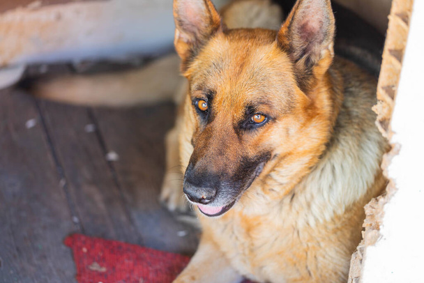 Close up of adult female german shepherd dog lying in old wooden kennel. Pet background, top view - Photo, Image