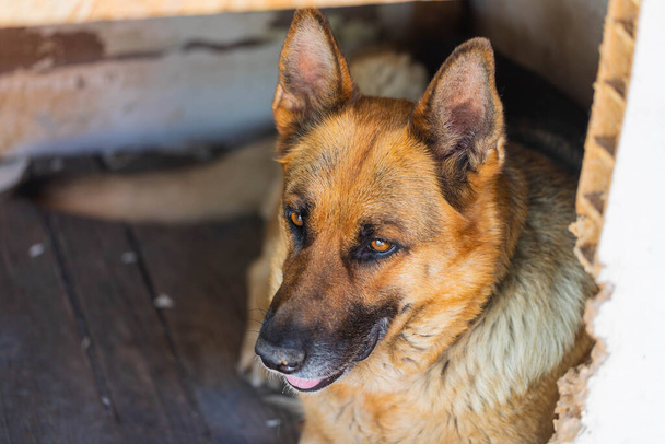 Yetişkin dişi Alman çoban köpeğinin eski ahşap köpek kulübesinde yatışı. Hayvan arka planı, kapat - Fotoğraf, Görsel