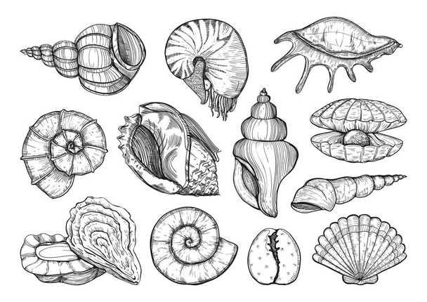 Seashells vetor definido em estilo esboço. Desenho de esboço isolado de concha do mar, ilustração de gravura marinha em fundo branco
. - Vetor, Imagem