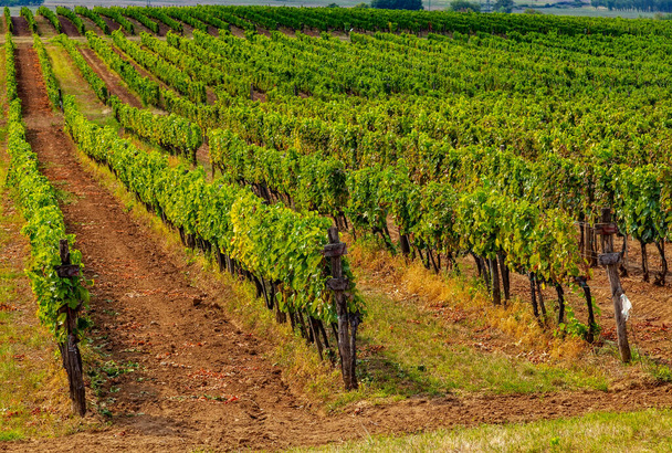 Tokaj vineyard landscape, Hungary.The Tokaj Wine Region and Historic Cultural Landscape is an UNESCO World Heritage Site. - Photo, Image