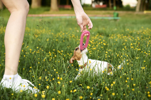 Owner plays with jack russell terrier dog in the park - Foto, Imagem