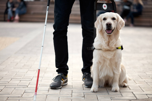 cropped photo of human legs and guide dog - Foto, afbeelding