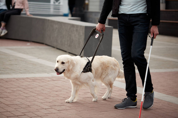 guide dog helps the owner to move freely in big city - Photo, Image