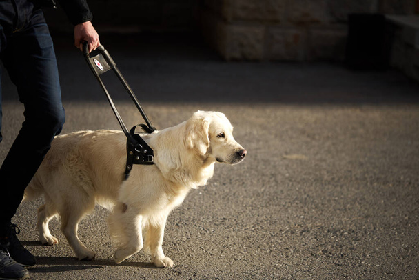 blind man with cane and guide dog walking on pavement in town - Photo, Image