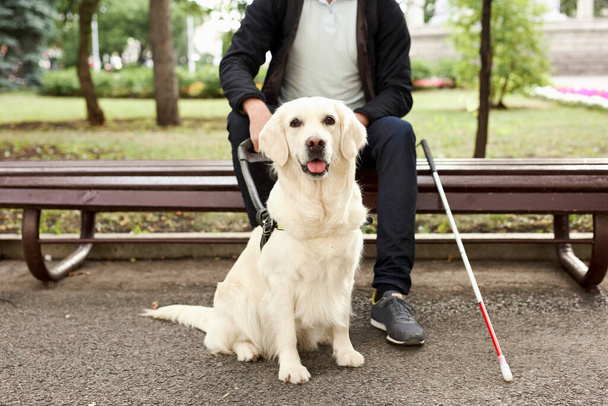 blind man stroke his helpful dog guide - Zdjęcie, obraz