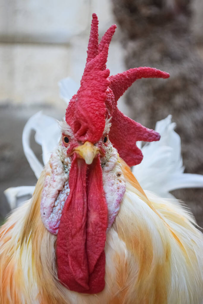 großer erwachsener roter Kopf weißer Hahn Hahn ist isoliert, Porträt von Haustieren, Haustier aus nächster Nähe lebender Bestand - Foto, Bild
