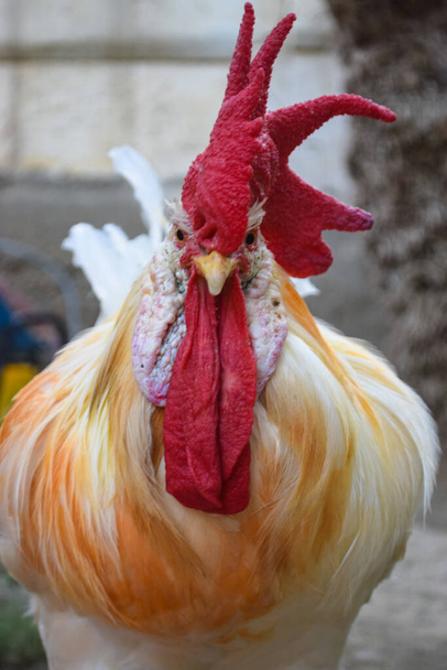 grande adulto rojo cabeza blanco gallo cockerel es aislado, retrato de animal doméstico, mascota de cerca stock vivo
 - Foto, Imagen