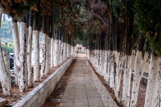 Vanha ruosteinen puoli kävellä pitkiä puita - Valokuva, kuva