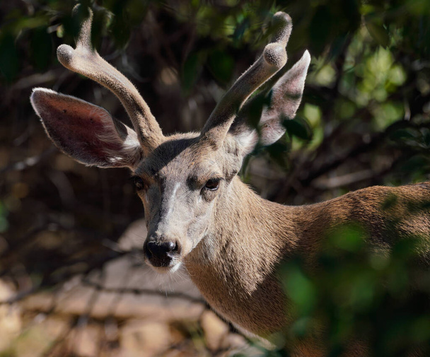 Portret van een jonge Buck met het fluweel op zijn groeiende hoorns. - Foto, afbeelding