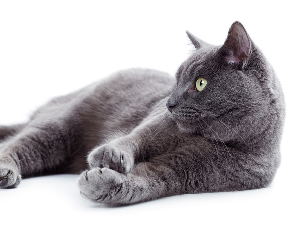 grüne Augen maltesische Katze auch als britisch blau bekannt - Foto, Bild