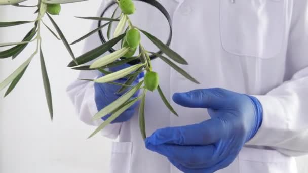 Medical analyst checks a branch of olives for laboratory analysis - Πλάνα, βίντεο