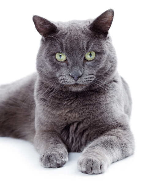 groene eyed maltese kat ook bekend als de Britse blauw - Foto, afbeelding