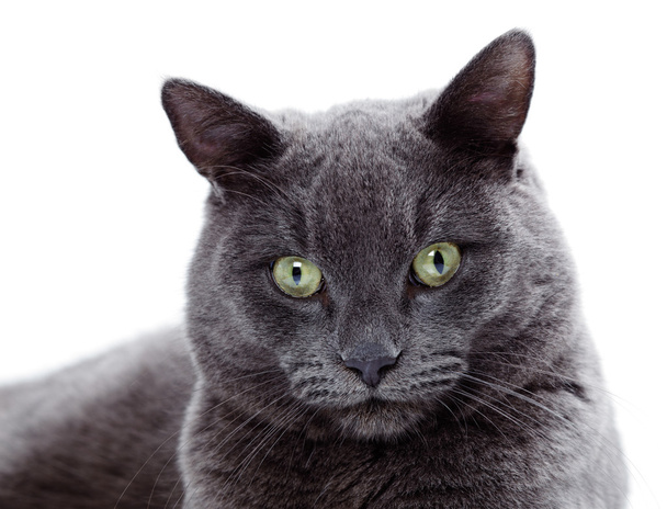 groene eyed maltese kat ook bekend als de Britse blauw - Foto, afbeelding