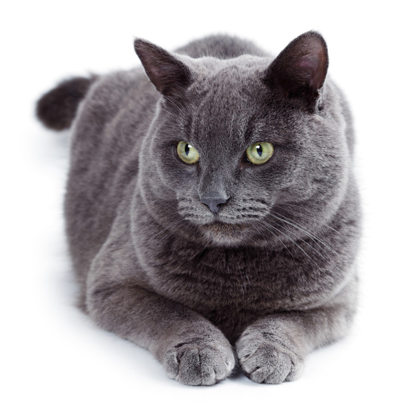 Gato maltés de ojos verdes también conocido como el azul británico
 - Foto, imagen