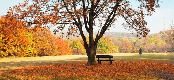 Podzimní scéna v parku - Fotografie, Obrázek