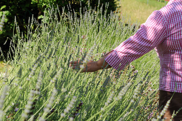 flourishing grassland in the summer, green grasses on a sunny day - Valokuva, kuva