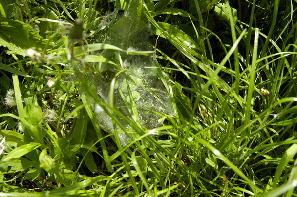 bloeiend grasland in de zomer, groen gras op een zonnige dag - Foto, afbeelding