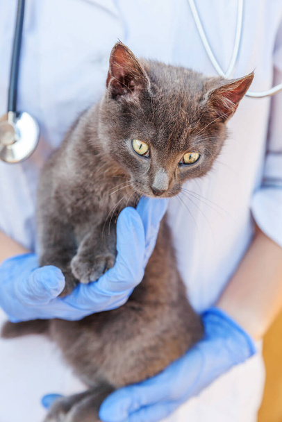 Veterinarian with stethoscope holding and examining gray kitten. Close up of young cat getting check up by vet doctor hands. Animal care and pet treatment concept - Valokuva, kuva