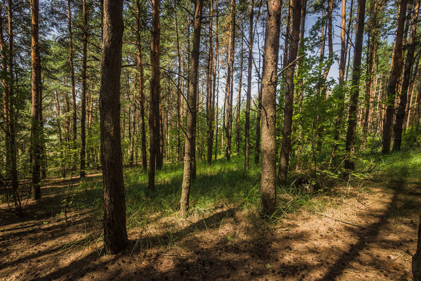  forest landscape. the pine forest in Sunny  - 写真・画像