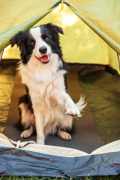 Outdoor portret cute zabawny szczeniak granica collie siedzi wewnątrz namiotu kempingowego. Pet travel, przygoda z psim towarzyszem. Strażnik i ochrona kempingowa. Koncepcja turystyki turystycznej - Zdjęcie, obraz