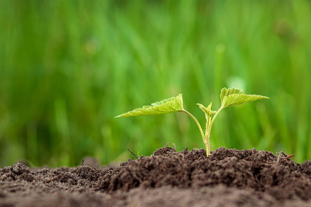 A green sprout breaks out of the ground against the backdrop of greenery. Business concept, new beginning, new life. Copy space - Photo, Image