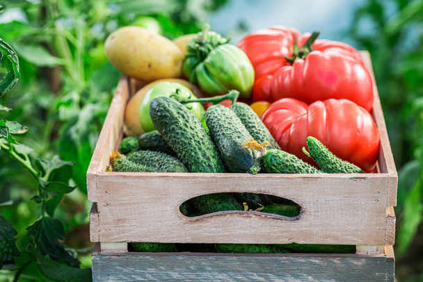 Healthy vegetables in wooden box in greenhouse - Photo, Image