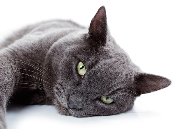 Gato maltés de ojos verdes también conocido como el azul británico
 - Foto, Imagen