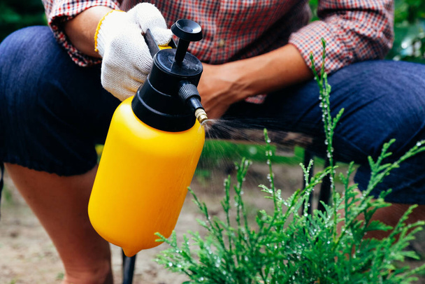 Gardener spraying thuja tree using garden spray bottle. Pest protection and conifer tree care - Foto, imagen