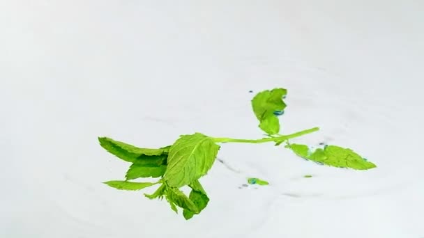 Folhas verdes de hortelã caindo na água
 - Filmagem, Vídeo